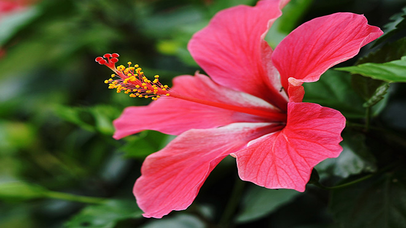 Close-up of a vibrant pink hibiscus flower with green leaves in the background, commonly used to make Hibiscus Powder for Hair for natural hair care and scalp nourishment.