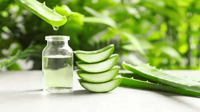 Aloe Vera Hydrosol in a glass bottle with fresh aloe vera leaves on a natural background.